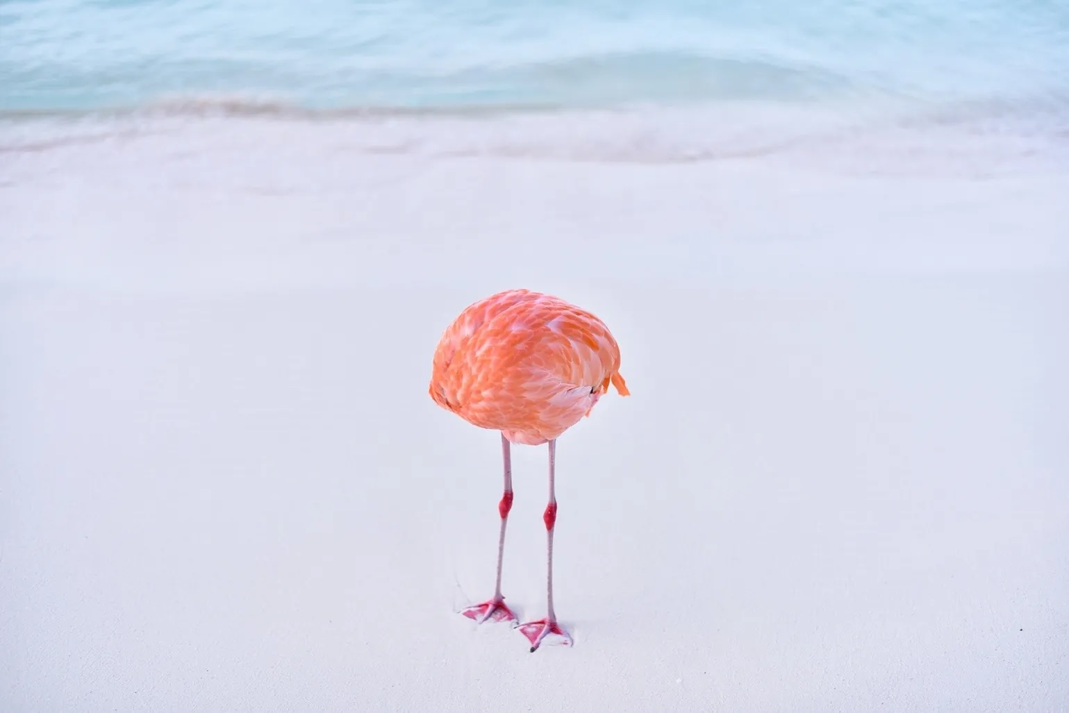 miles-astray-flamingone